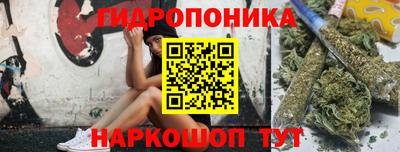 шишки Аргун