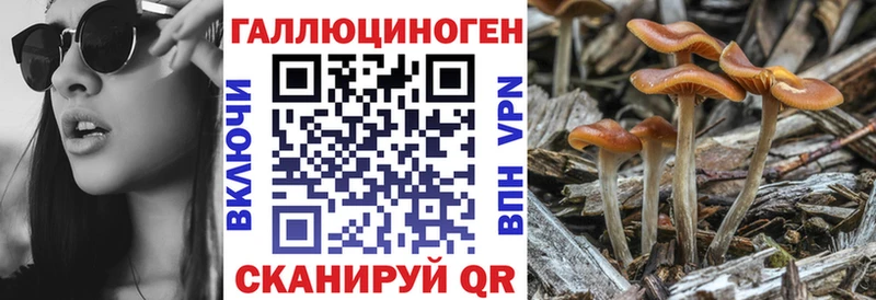 Галлюциногенные грибы Cubensis  ОМГ ОМГ ONION  Нурлат 